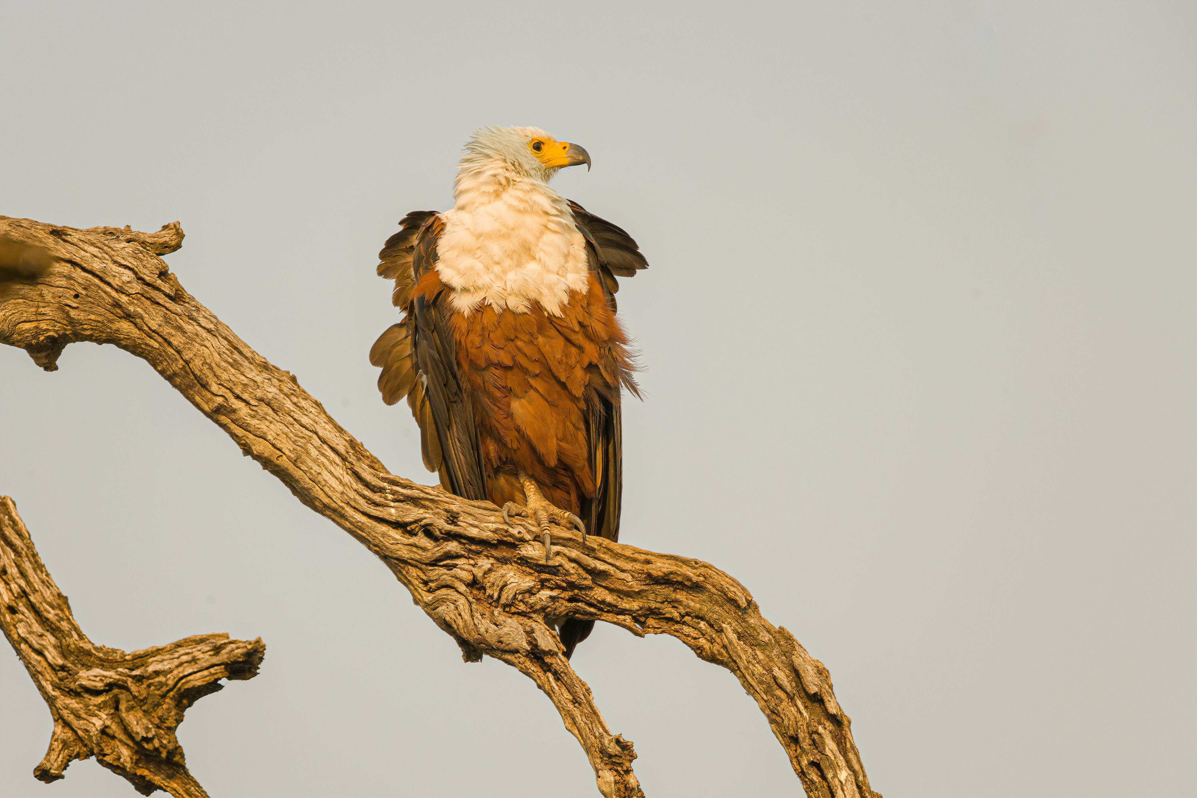 white and brown eagle on brown tree branch